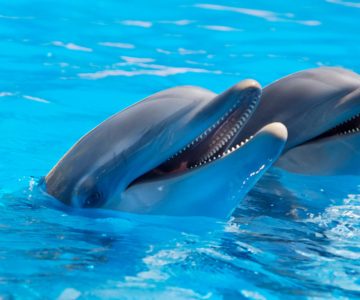 animal-cute-dolphins-225869