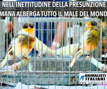 uccelli uccelli
