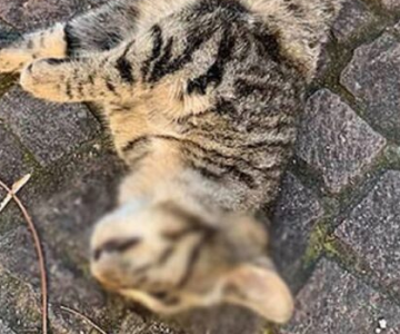 Cattura Cattura