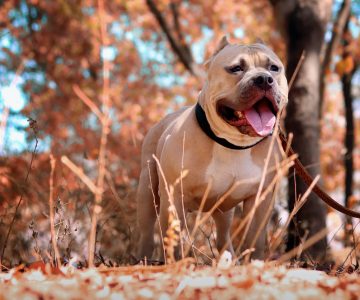 Pitbull Pitbull