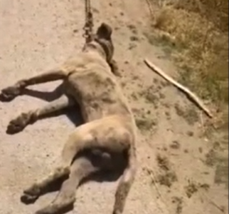 Cane Mazara del Vallo Cane Mazara del Vallo
