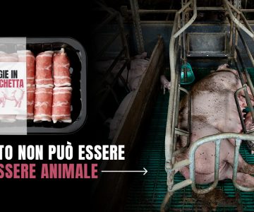 LA CERTIFICAZIONE CHE INGANNA I CONSUMATORI BUGIE IN ETICHETTA LA CERTIFICAZIONE CHE INGANNA I CONSUMATORI BUGIE IN ETICHETTA