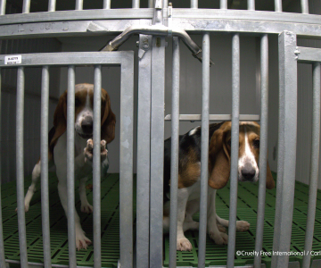 Beagle in cage