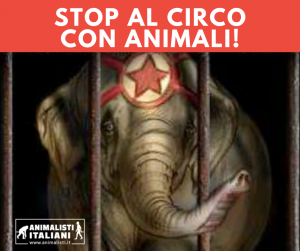 Stop al circo con animali: in Italia arriva il primo sì in Senato.