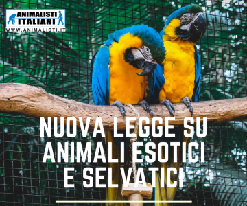 IN ITALIA ARRIVA UNA NUOVA LEGGE SUGLI ANIMALI ESOTICI: DIVIETO DI VENDITA PER TUTELARE LA SALUTE COLLETTIVA