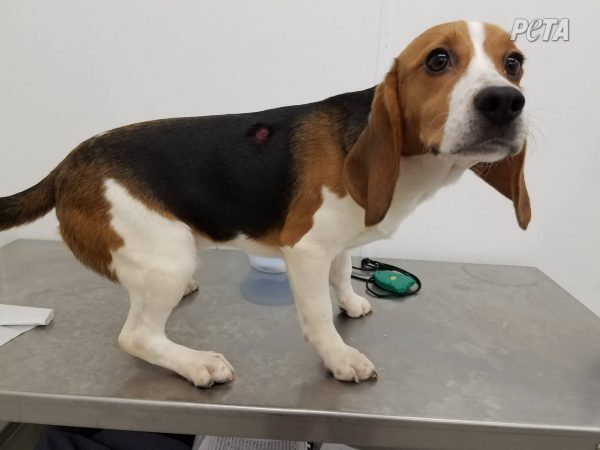 Beagle with wound