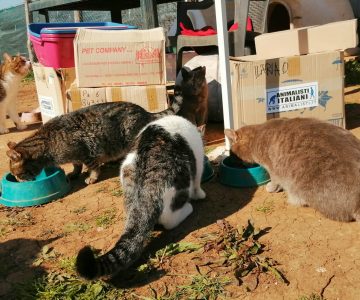 RACCOLTA CIBO PER GLI ANIMALI: APPUNTAMENTO FISSO OGNI VENERDì CON GLI ANIMALISTI ITALIANI DAVANTI AI PET STORE DELLA CAPITALE RACCOLTA CIBO PER GLI ANIMALI: APPUNTAMENTO FISSO OGNI VENERDì CON GLI ANIMALISTI ITALIANI DAVANTI AI PET STORE DELLA CAPITALE