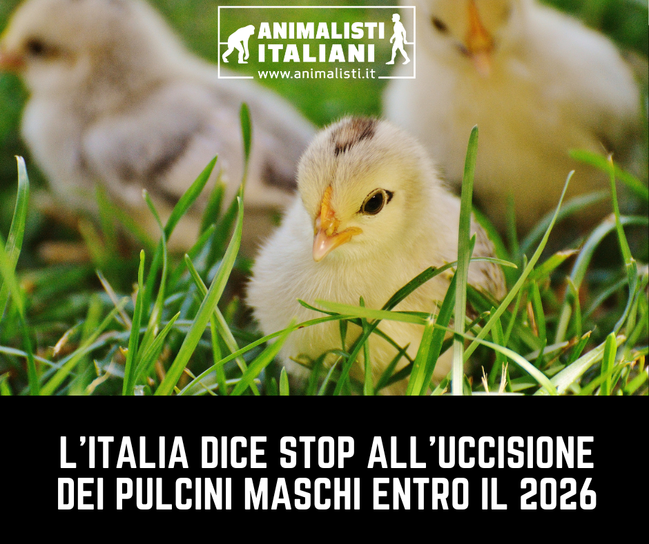 STOP ABBATTIMENTO PULCINI MASCHI ENTRO IL 2026