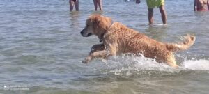 Cane in spiaggia