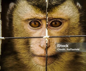 Macaque held in captivity.