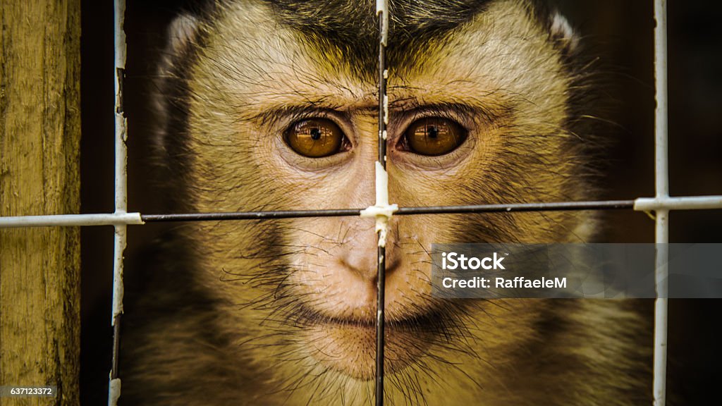 Macaque held in captivity.