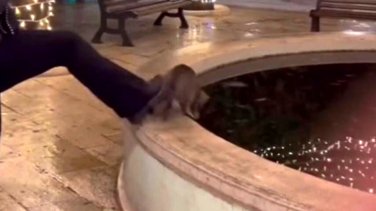 gatto fontana Alberobello