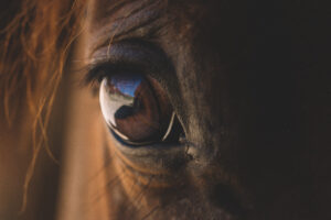 Horse-s-eye-1249222