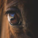 Horse-s-eye-1249222