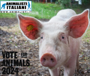 Vote For Animals