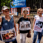 Stop Yulin, demonstration against the killing of dogs and cats in China for the traditional festival