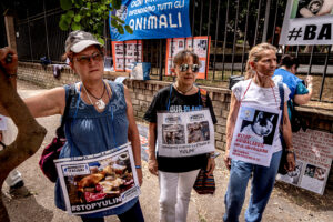 Stop Yulin, demonstration against the killing of dogs and cats in China for the traditional festival