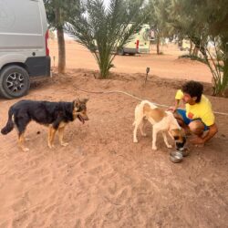 Manuel in Marocco mentre assiste alcuni cani randagi