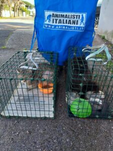 Foto Sterilizzazioni e recuperi animali_Roma (7)