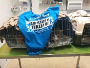 Foto sterilizzazioni e recuperi animali_Roma