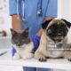 Veterinarian examining cute pug dog and cat in clinic, closeup. Vaccination day