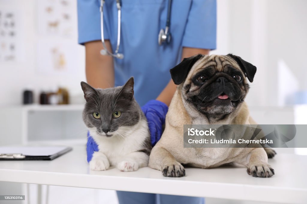 Veterinarian examining cute pug dog and cat in clinic, closeup. Vaccination day