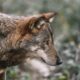 federico-di-dio-photography-wolf-unsplash