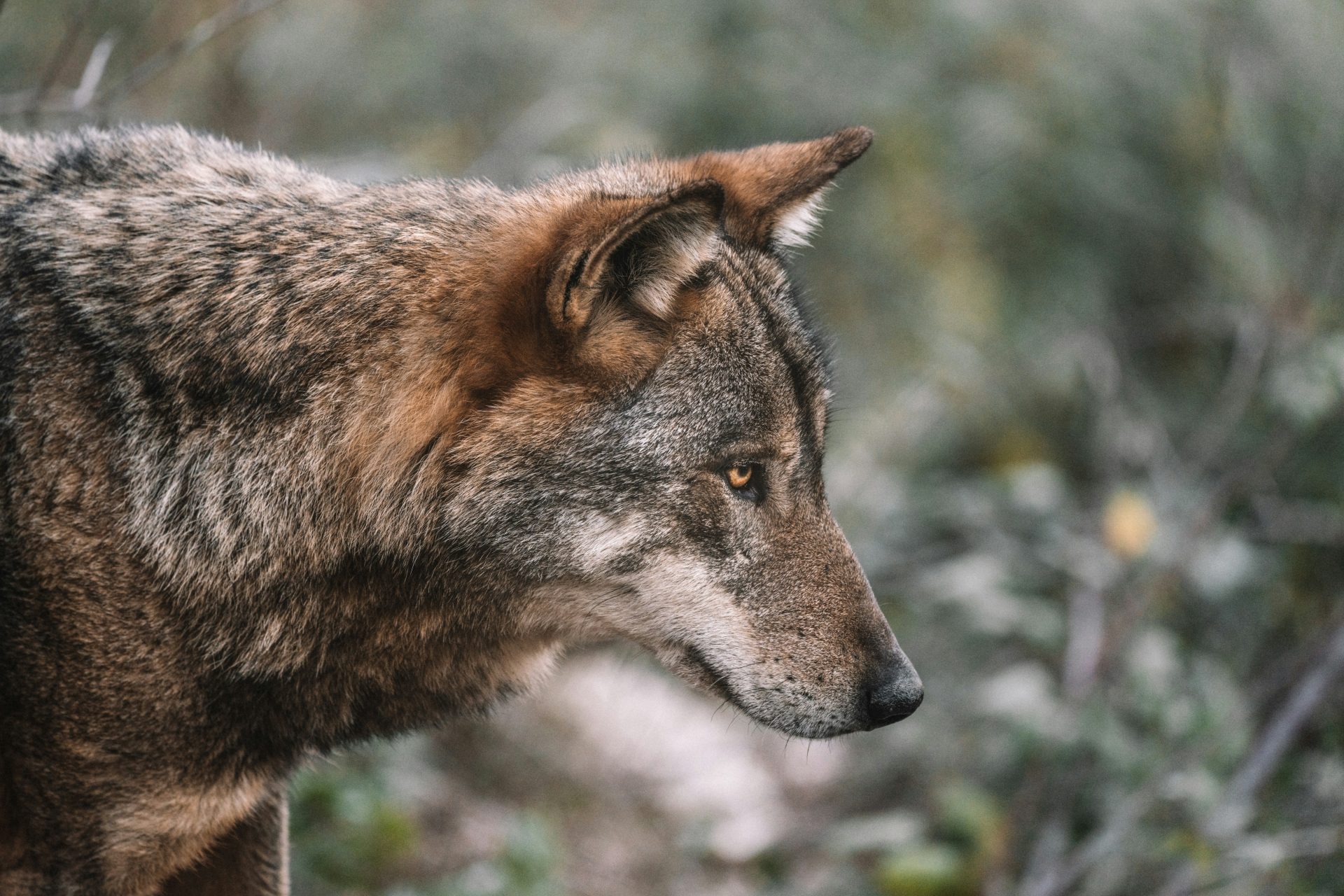 federico-di-dio-photography-wolf-unsplash