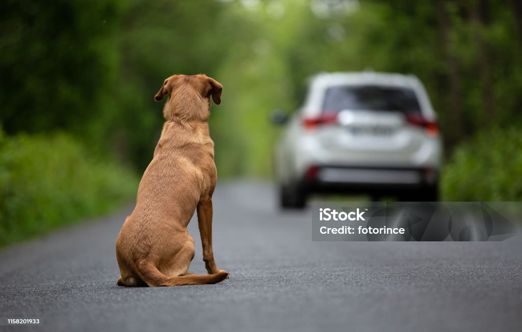 Abandoned dog on the road