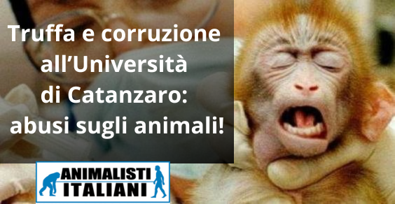 Truffa e corruzione all’Università di Catanzaro abusi sugli animali!