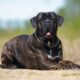 cane-corso-italiano-1536x1024