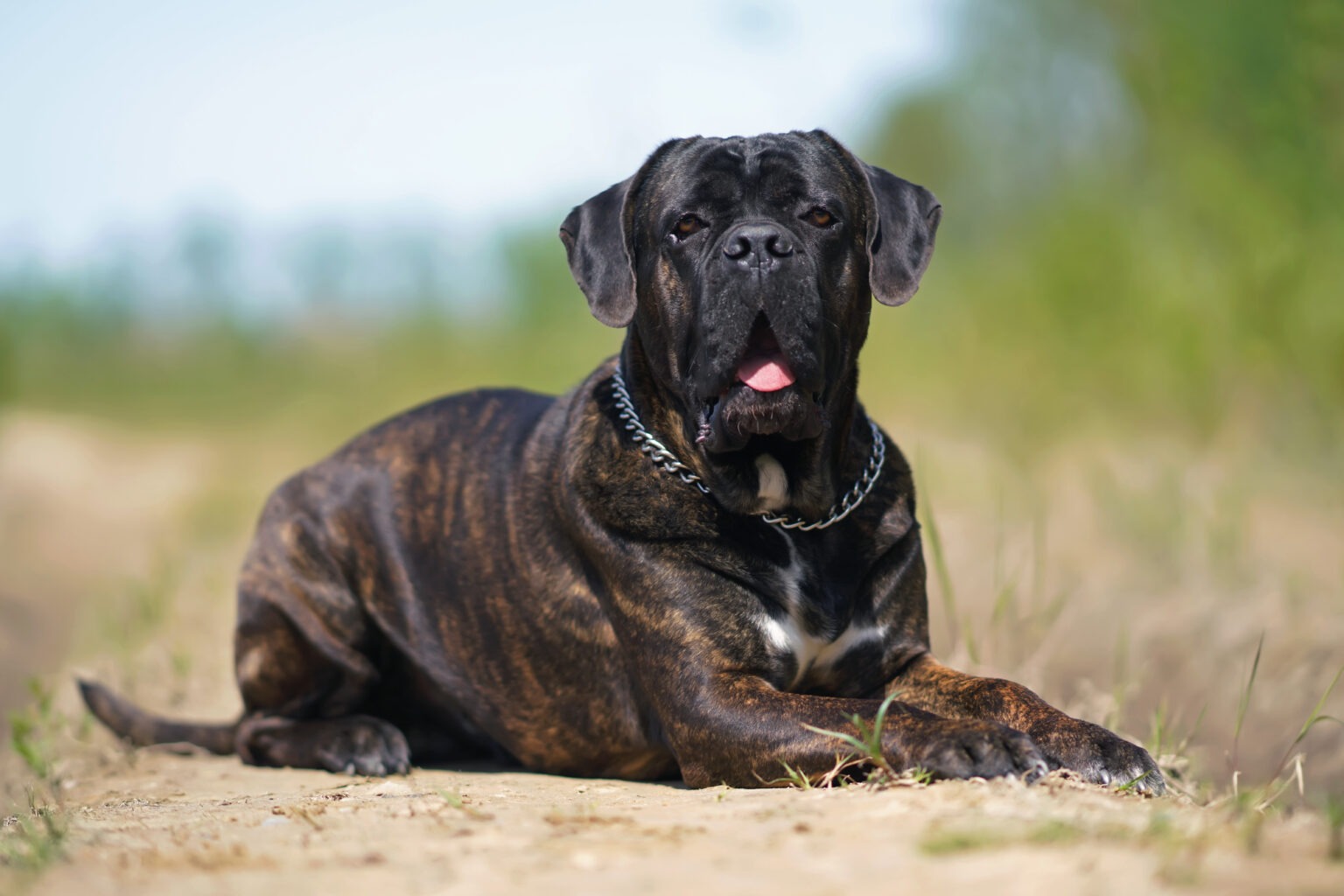 cane-corso-italiano-1536x1024