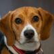 closeup-shot-of-a-cute-little-dog-walking-in-the-p-2025-02-11-21-12-38-utc-1740851519581.jpeg--manifestazioni_in_tutta_italia__il_22_marzo_torino_in_piazza_contro_la_vivisezione_su_beagle