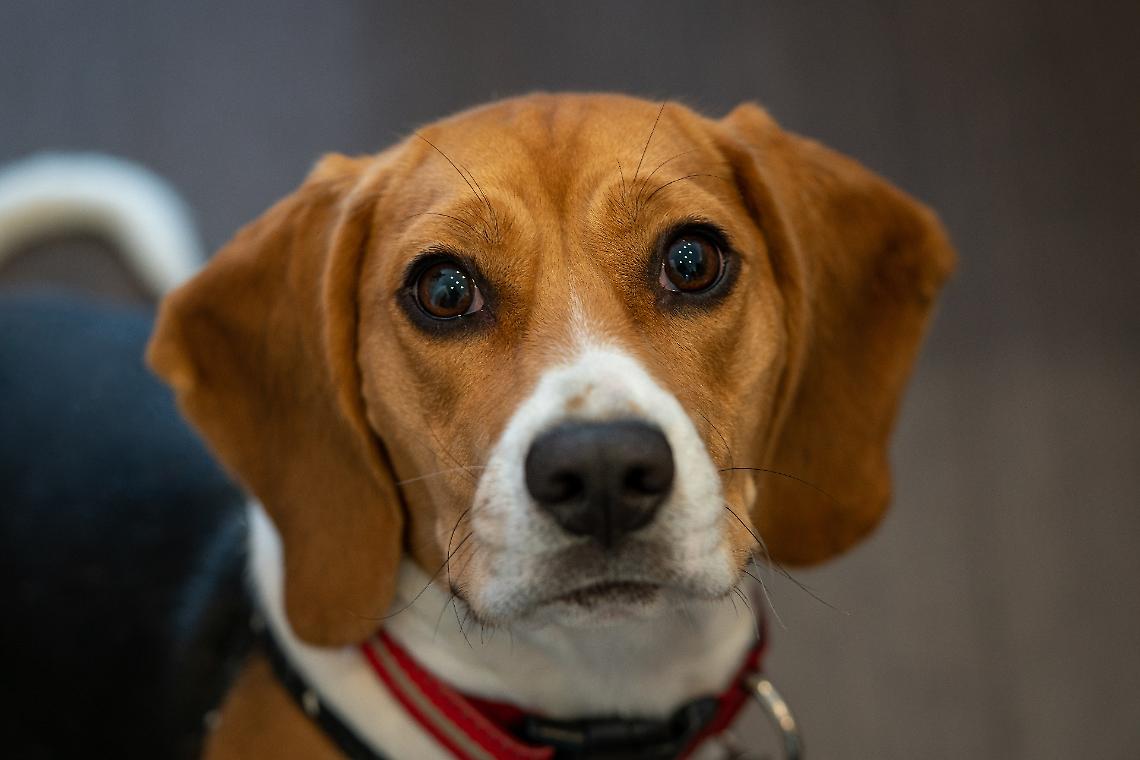 closeup-shot-of-a-cute-little-dog-walking-in-the-p-2025-02-11-21-12-38-utc-1740851519581.jpeg--manifestazioni_in_tutta_italia__il_22_marzo_torino_in_piazza_contro_la_vivisezione_su_beagle