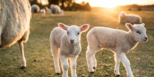 xr:d:DAGAsHJkSuc:3,j:7909869819059210522,t:24032709