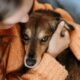 woman-petting-adorable-dog