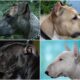 1200px-Bull-type_terrier_dog_group_breeds4