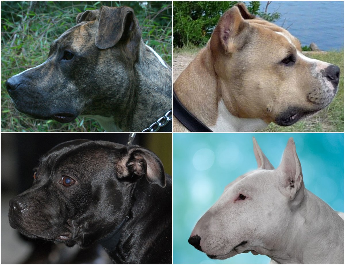 1200px-Bull-type_terrier_dog_group_breeds4