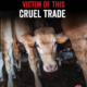 Cattle 2