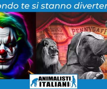 post-facebook-circo-sito-1024x535 post-facebook-circo-sito-1024x535