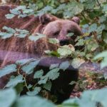 When will "problem bear" Gaia arrive - transport postponed?