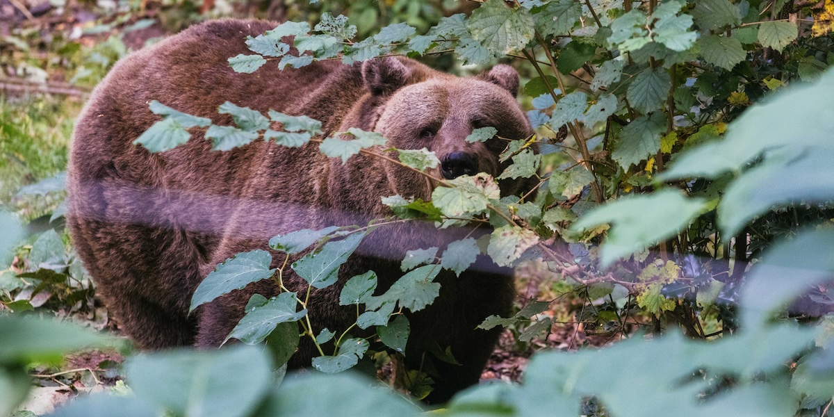 When will "problem bear" Gaia arrive - transport postponed?
