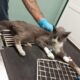 Il gatto scomparso e ritrovato a Muratella