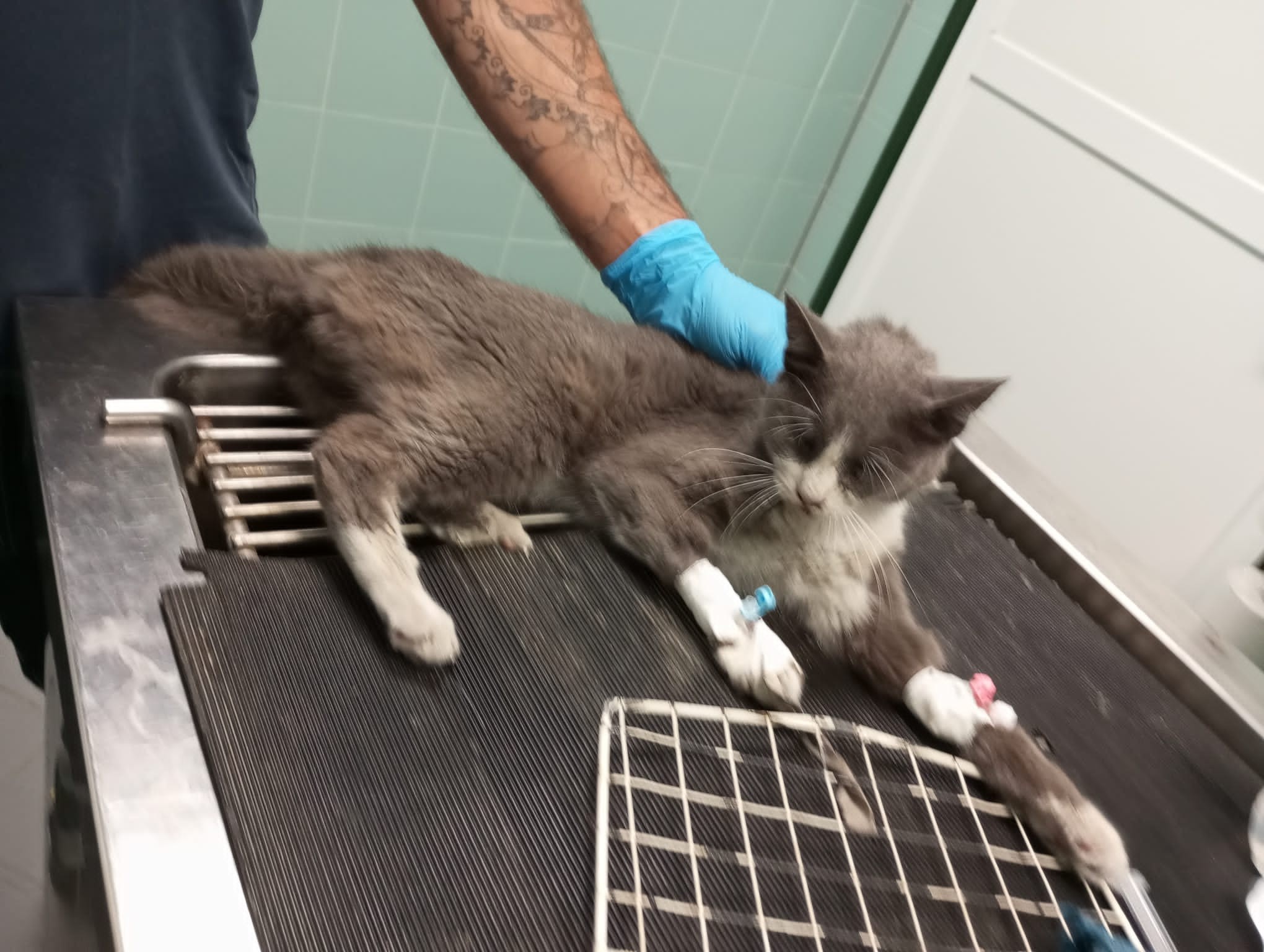 Il gatto scomparso e ritrovato a Muratella
