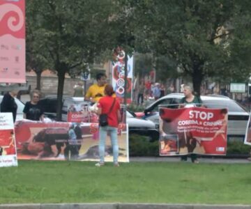 stop corrida Cattura stop corrida Cattura