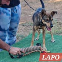 Lapo (Coco) 3 Lapo (Coco) 3