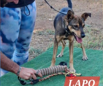 Lapo (Coco) 3