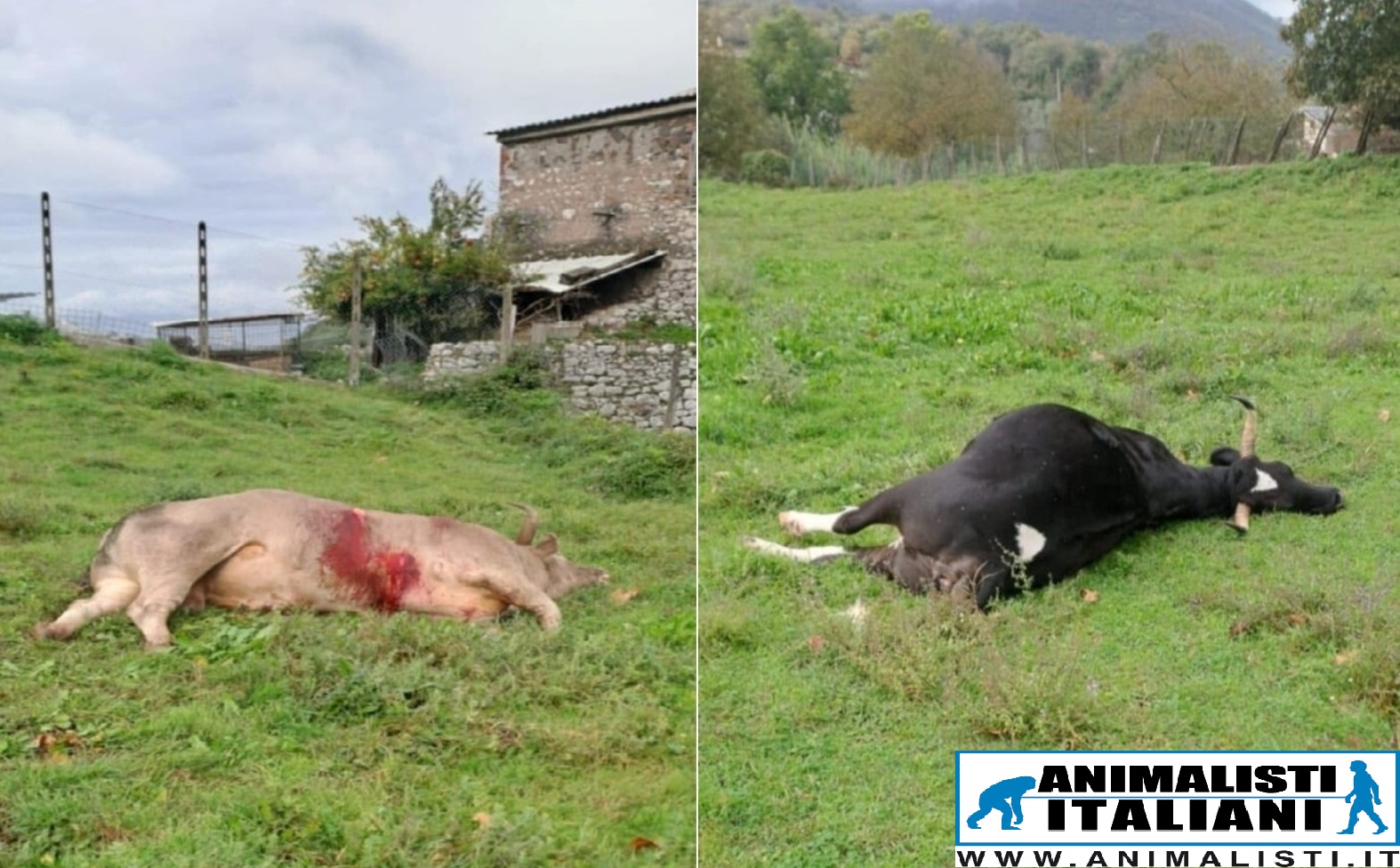 uccisione-rinselvatichiti-2 uccisione-rinselvatichiti-2