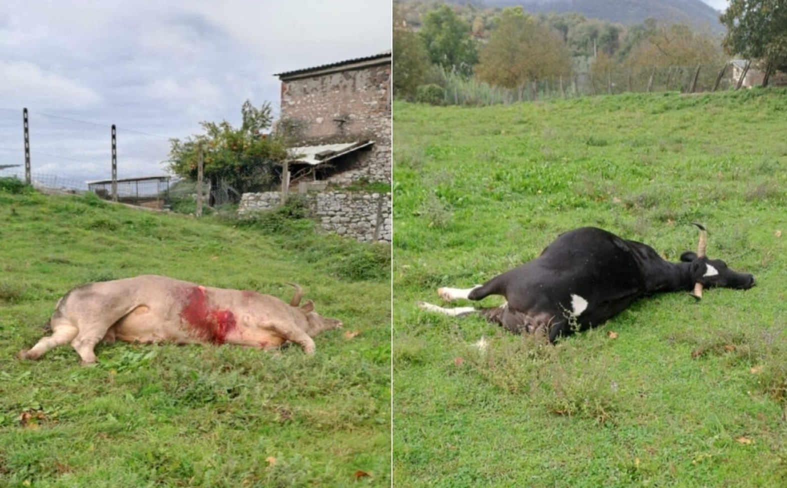 uccisione-rinselvatichiti