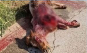 577890977_1265386038955930_6142094074725368146_n